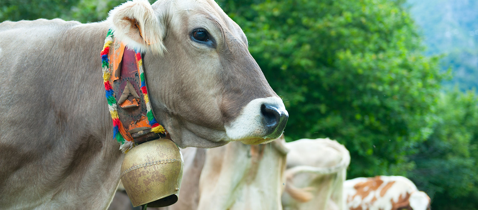 Einige Kühe auf einer Weide mit Kuhglocken um den Hals